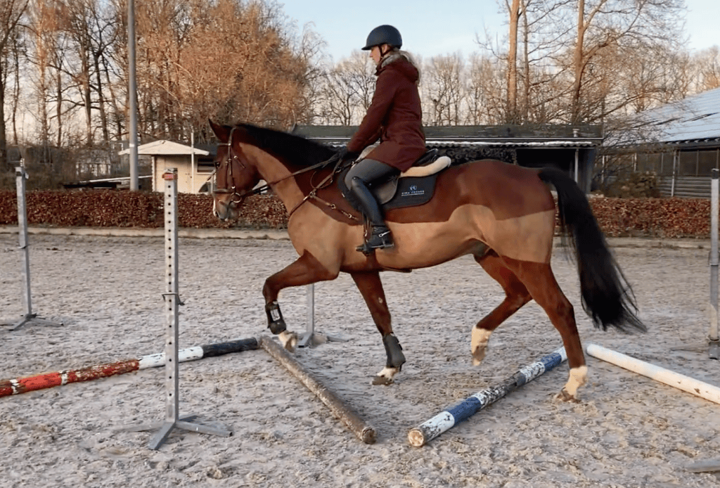 Anatomische kennis van het paardc avaletti werk rinafrogersportpaardenmassage