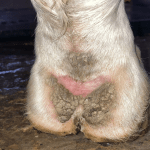 Mok bij paarden