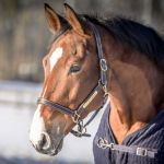 Paard kopen waar je op moet letten
