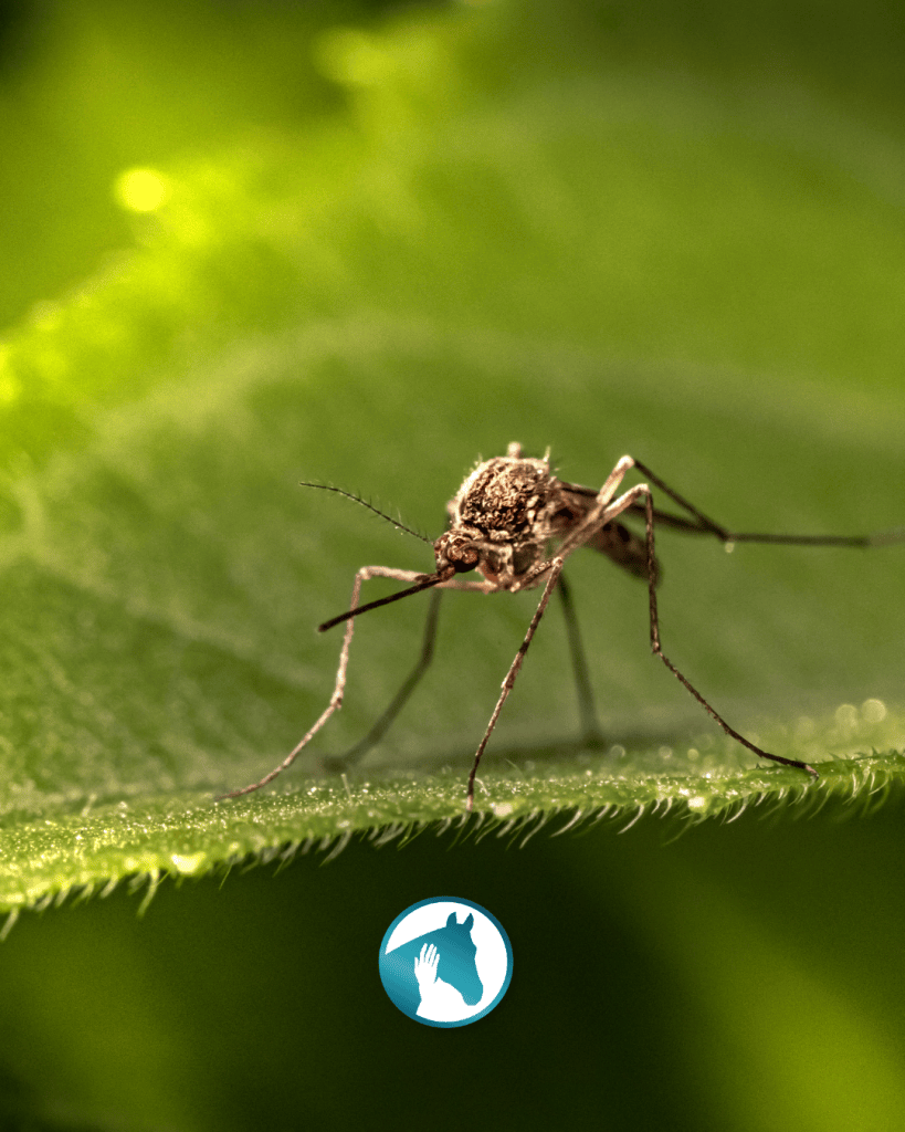 Westnijl virus muggen