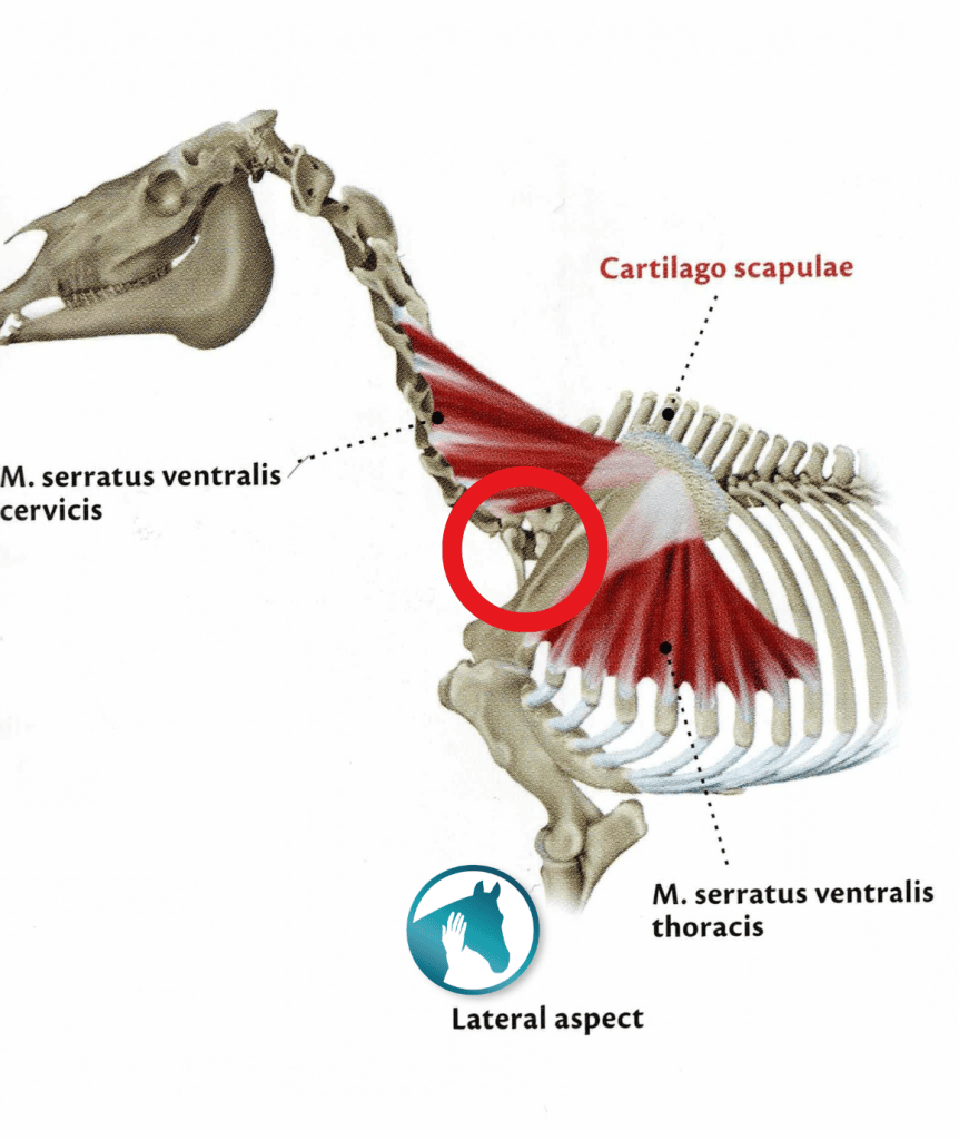 M. Serratus paard CTO gebied